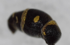 Parancistrocerus pensylvanicus