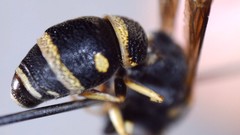 Parancistrocerus pensylvanicus