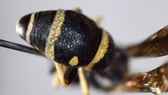 Parancistrocerus pensylvanicus