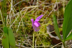Arethusa bulbosa