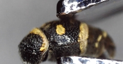Parancistrocerus pensylvanicus
