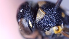 Parancistrocerus pensylvanicus
