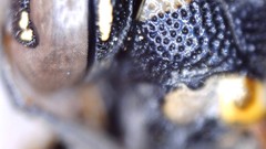 Parancistrocerus pensylvanicus