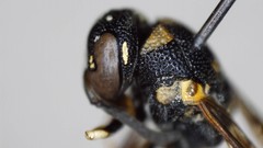 Parancistrocerus pensylvanicus