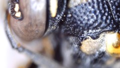 Parancistrocerus pensylvanicus