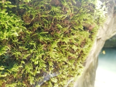Eurhynchium