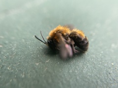 Andrena milwaukeensis
