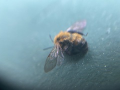 Andrena milwaukeensis