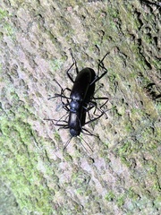 Strongylium carbonarium