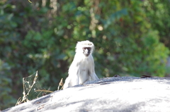 Chlorocebus pygerythrus