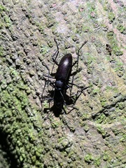 Strongylium carbonarium