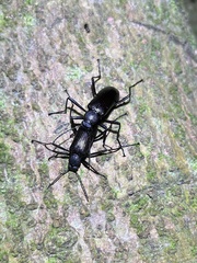 Strongylium carbonarium