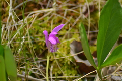 Arethusa bulbosa