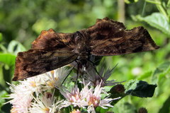 Achlyodes