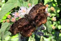 Achlyodes