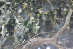 Rhipsalis elliptica