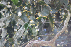 Rhipsalis elliptica