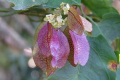 Urvillea