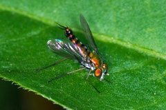 Condylostylus graenicheri