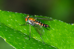 Condylostylus graenicheri