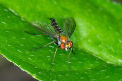 Condylostylus graenicheri