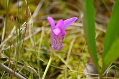 Arethusa bulbosa