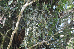 Rhipsalis elliptica