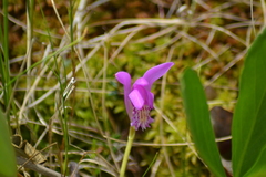 Arethusa bulbosa