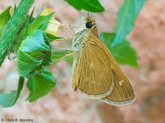 Cymaenes limae