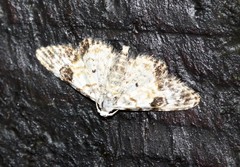 Araeopteron epiphracta