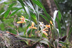 Maxillaria picta