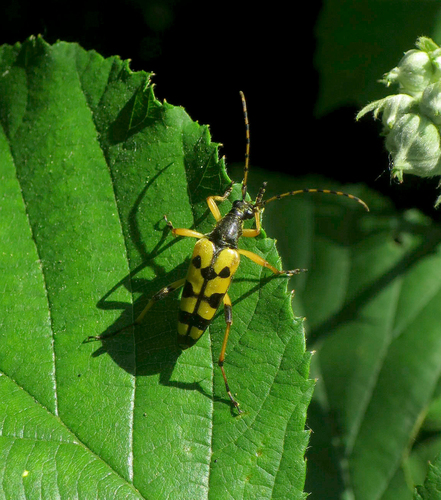 Photo of Spotted Longhorn Beetle (Rutpela maculata)