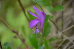 Arethusa bulbosa