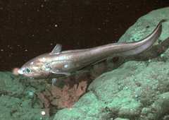 Abyssal Grenadier photo 1