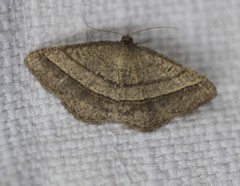 Chiasmia normata