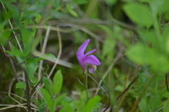 Arethusa bulbosa