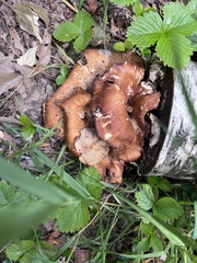 Fungi
