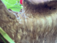 Fungi