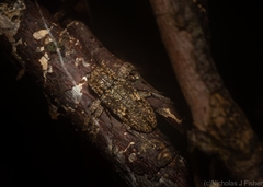 Prosoplus bakewellii