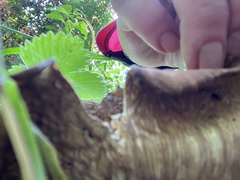Fungi