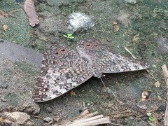 Hamadryas amphichloe