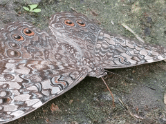 Hamadryas amphichloe