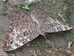 Hamadryas amphichloe