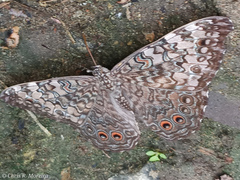 Hamadryas amphichloe