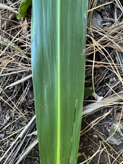 Cordyline obtecta