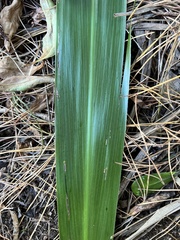 Cordyline obtecta