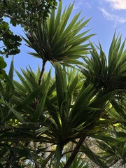 Cordyline obtecta