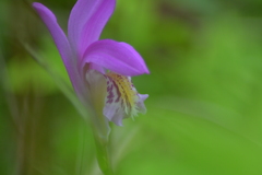Arethusa bulbosa