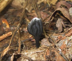 Hypomyces papulasporae