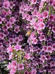 Apis mellifera